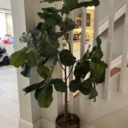 Faux Fig Trees 