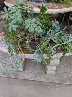 Succulent Arrangement in Plastic Planter Box