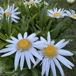 🌼 BLOOMING NOW – SPRING FLOWER SALE! 🌸