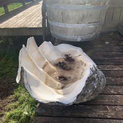 Giant Clam Shells