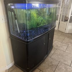 Fish Tank