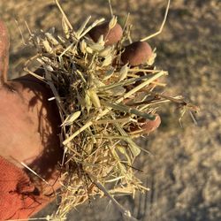 Hay For Sale 