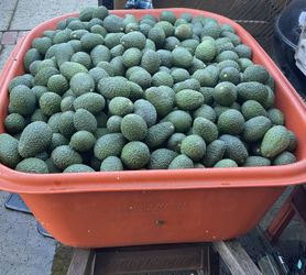 Avocados!