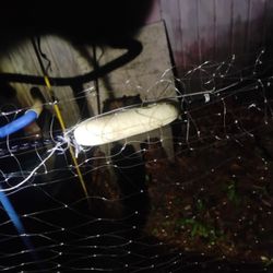 Gill Net