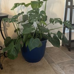 🌿 Large Monstera (Swiss Cheese Plant) – Healthy & Full