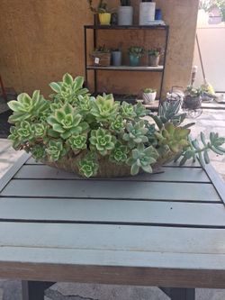 Suculentas mix