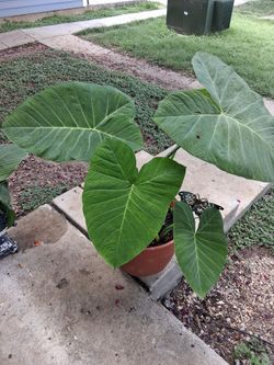 Elephant Ear Garden Plant