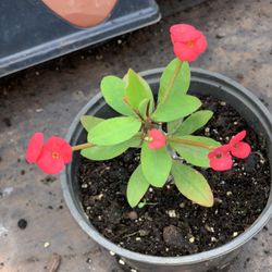  Crown of Thorns, Euphorbia milii, Madagascar Christ Thorn