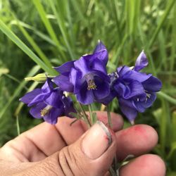 Mixed Columbine Seeds (25 Seeds)