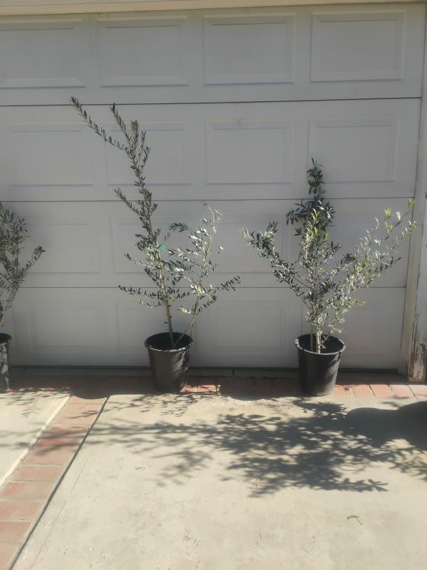 Arbaquina Olive Tree