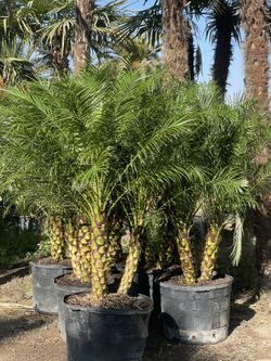 Pygmy Date Palms, Chino