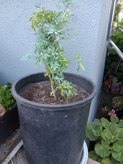 Ruta Plant / Planta De Ruda