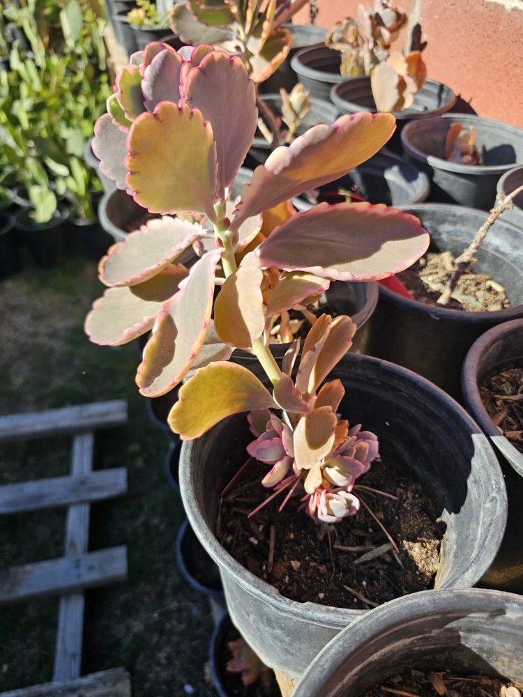 Succulents Lavender Scallops