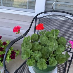 Young mix red and pink Gerany