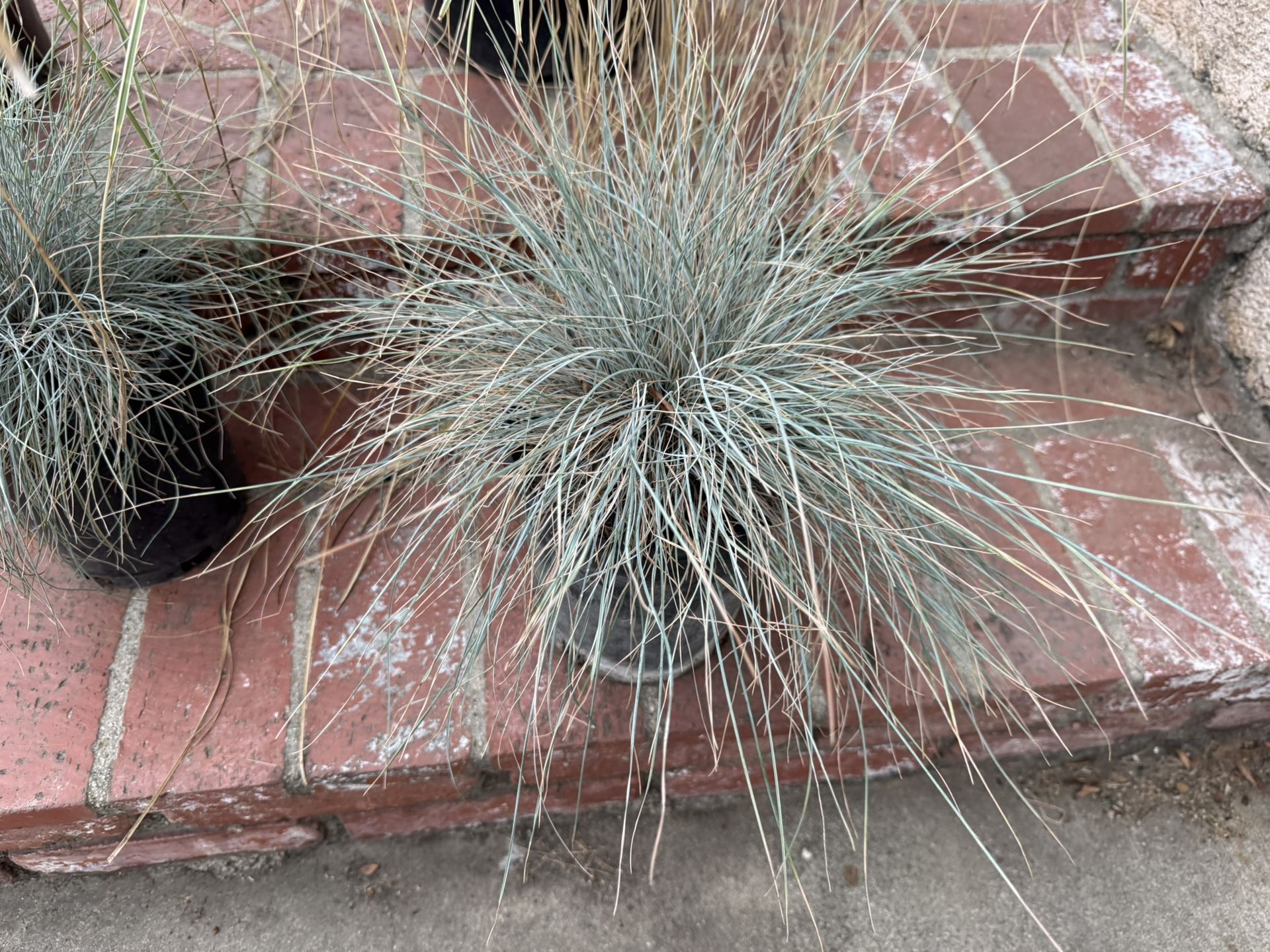 Blue Fescue ornamental grass