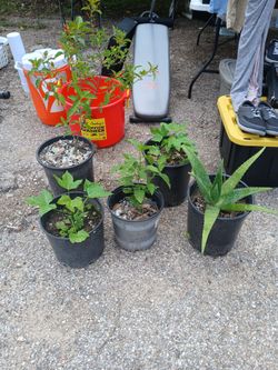 Estoy Vendiendo Estas Plantas Dos De Chaya$10.00, Mucle O La Sa Gre De Cristo 20. Y Una Pequeña Mucle 10.00 Y Una De Savia a 10.00.