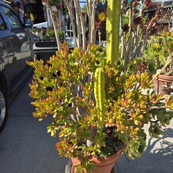 Extra Large Mixed Succulent and Cactus Plant
