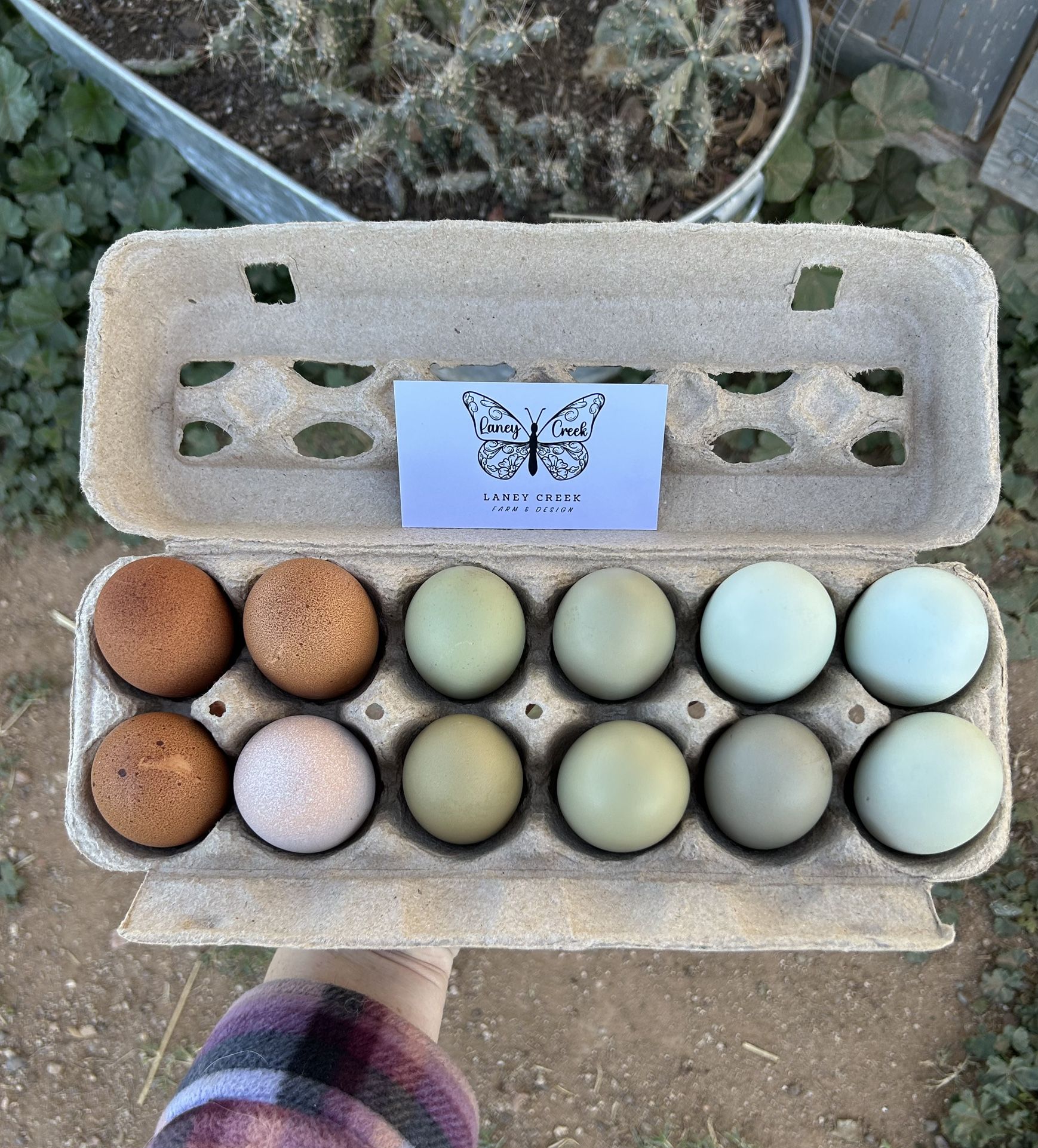 Fertile Hatching Eggs