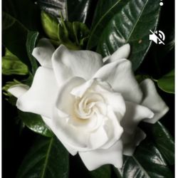 Gardenias Plans $40 Each Price Firm 