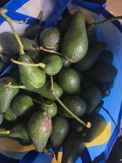 Natural Avocados