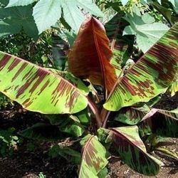 Banana Plant