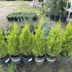 Lemon Cypresses $30 each 
