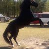 Zorro 