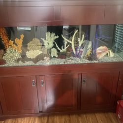 Fish Tank 