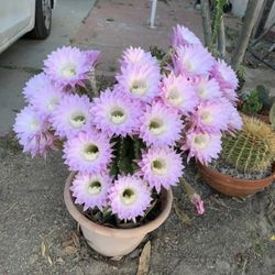 Huge Cactus