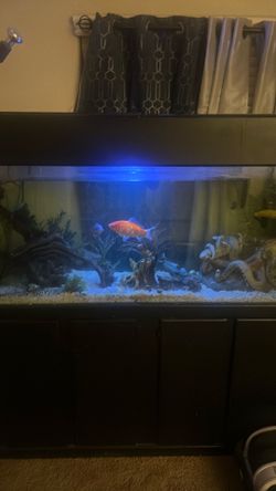 150gallon fish tank