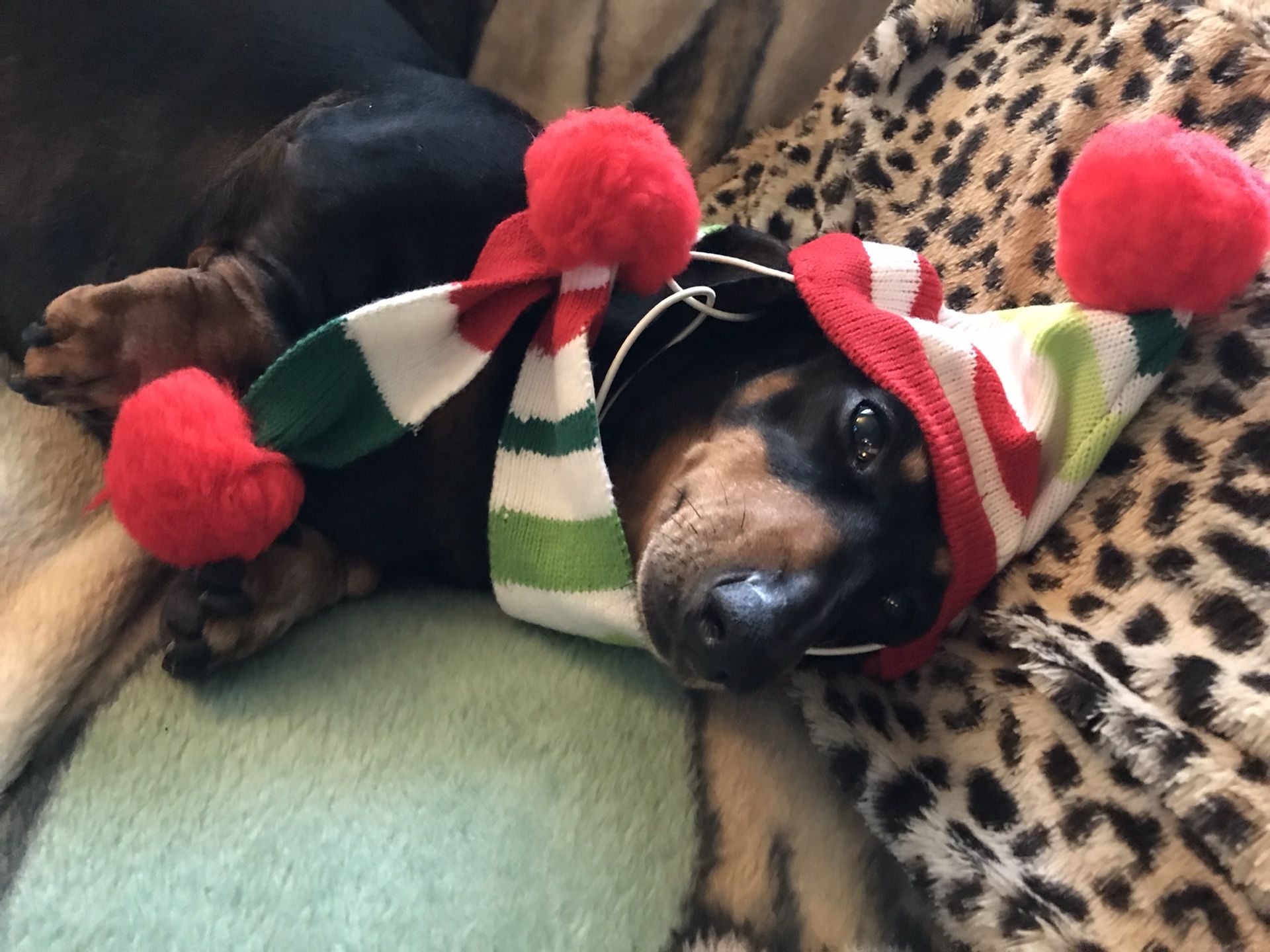 Small Dog Costume Accessories
