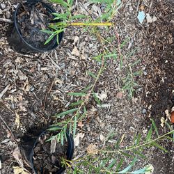 1 Gal Weeping Willow