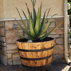 Aloe Vera Plant With Pot