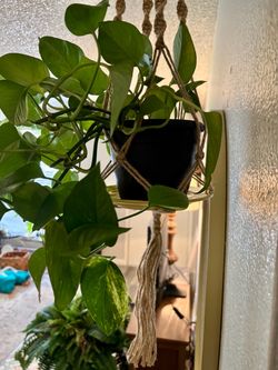🌿Beautiful Pothos Hanging Plant