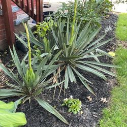 Yucca Plant Bare Root