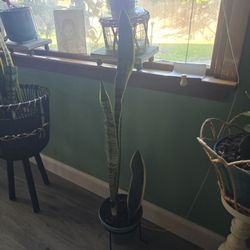 Snake Plant 
