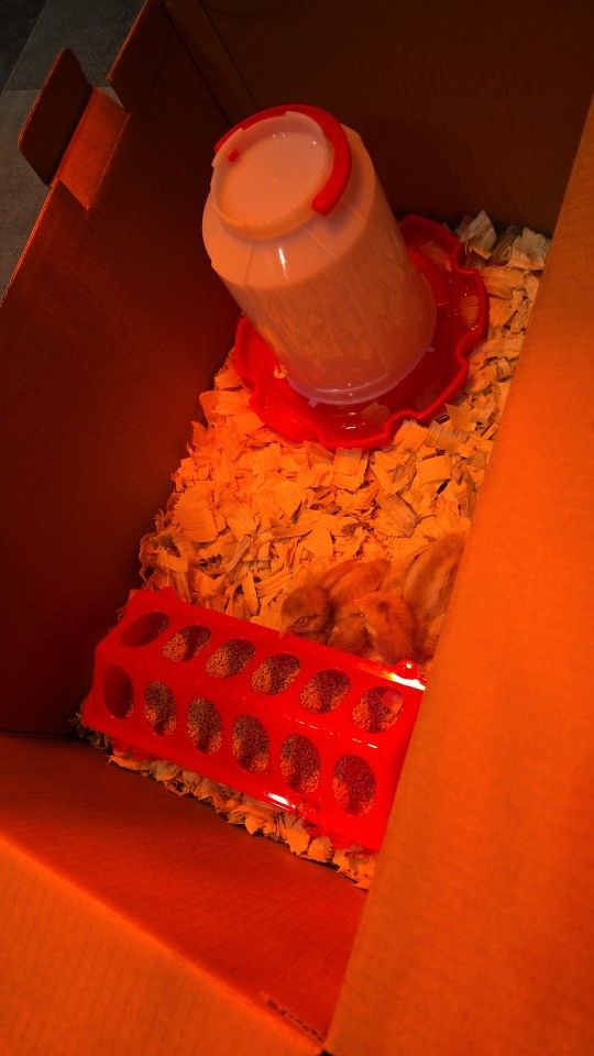 2 Baby Chick's
