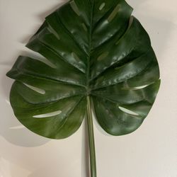 Large Long Tropical Leaves 