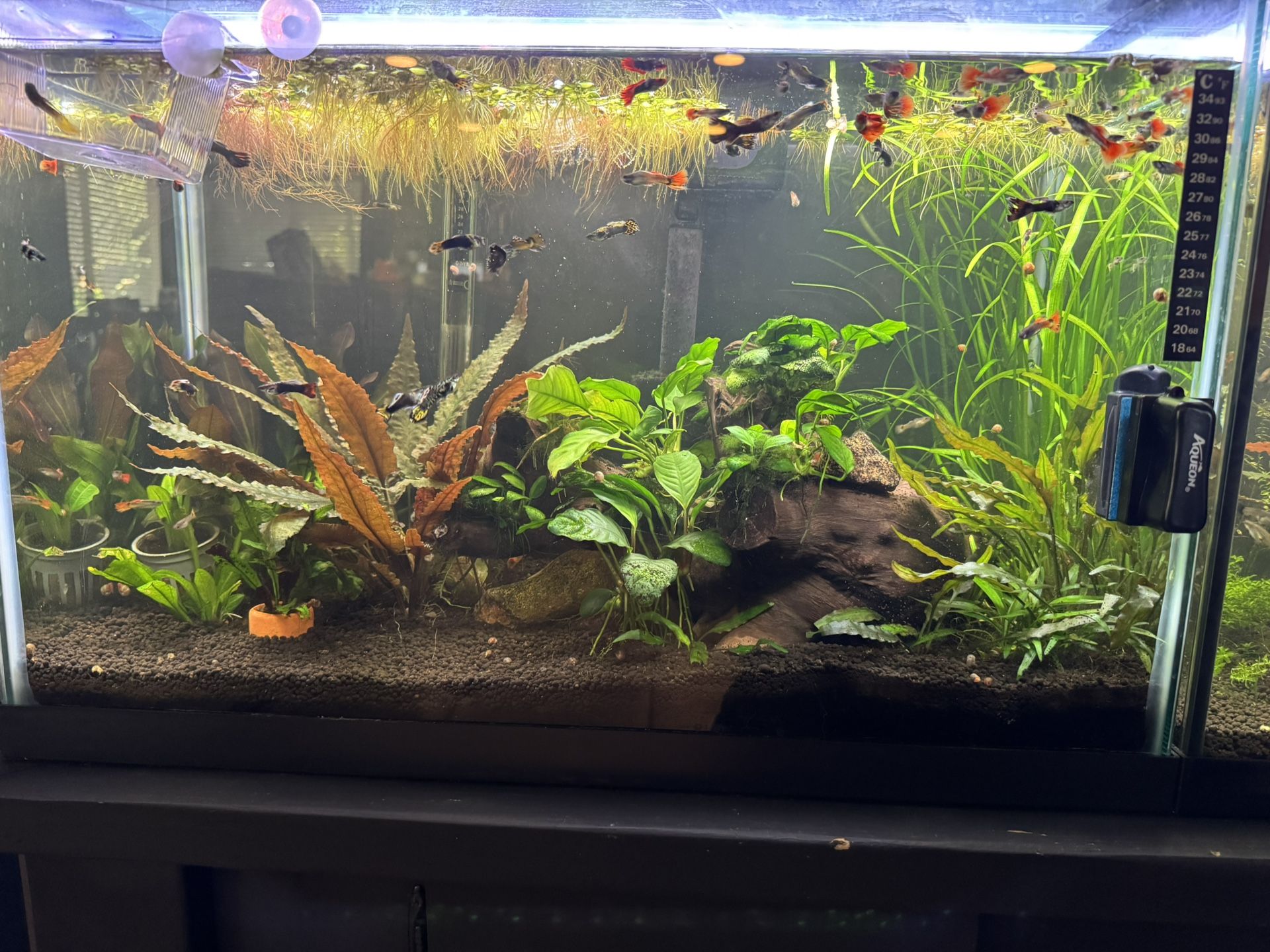 Fresh Red Root Aquarium 🌱 Plants