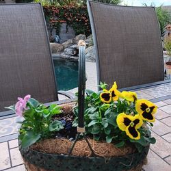 $14 Metal Chicken Wire Basket Filled with Pansies.