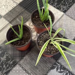 Baby Aloe Vera’s And Spider Plant