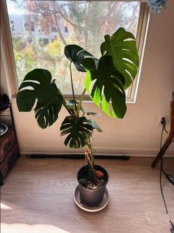 Large Monstera Deliciosa Potted Plant