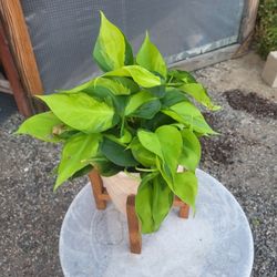 Philodendron Brasil Plant 6" Ceramic Pot And Stand