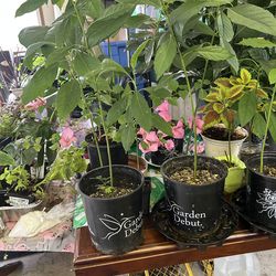 Avocado seedlings / arbolitos de aguacate