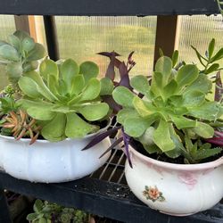 Many Beautiful Succulents 