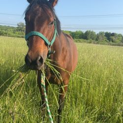 Appendix Mare Horse 