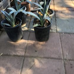 Maguey Planta Natural $10