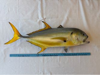Wall Mounted Large Fish (35 inches)