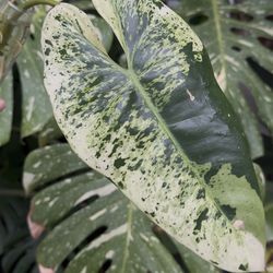 Philodendron Ilsmanii Top Cut 