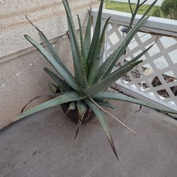 Aloe Vera 
